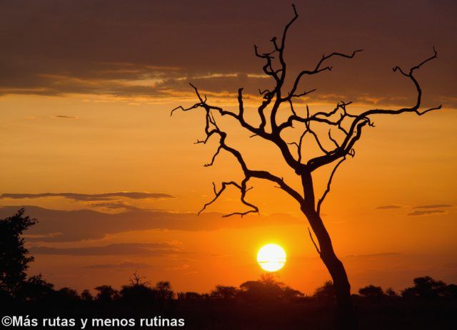 Atardecer rojo en Kruger. Satara (Sudáfrica) Atardecer rojo en Kruger. Satara (Sudáfrica)