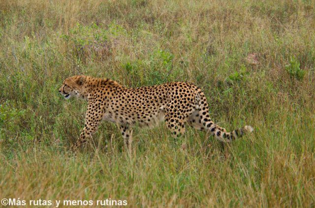 Guepardo en Kruger. Viaje a Sudáfrica