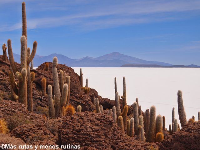Isla Incahuasi en Salar de Uyuni (Viaje a Bolivia y Noroeste argentino)