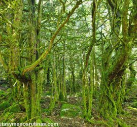 Bosque Tejedelo en Sanabria
