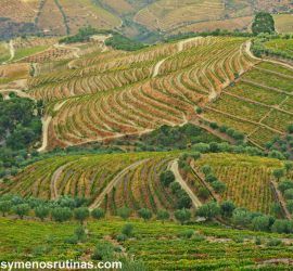 Viñedos y miradores del Douro