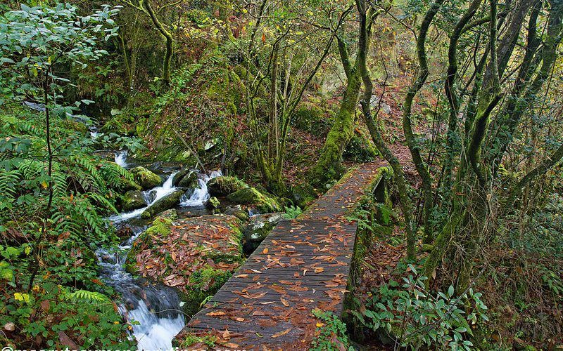 Fragas del Eume en otoño. Camiño de Ventureira