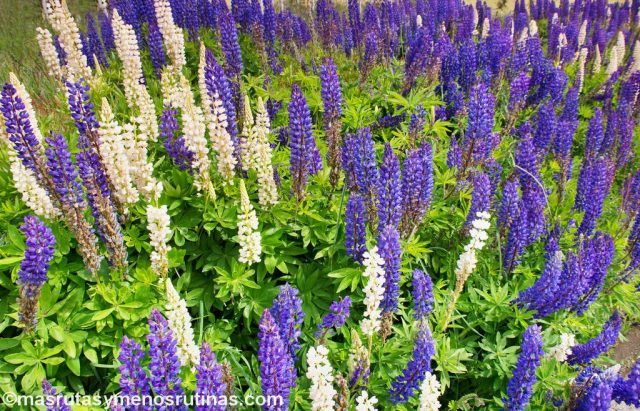Lupinos patagónicos
