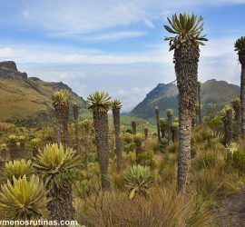 Frailejones en Nevado del Ruiz Parque Nacional Los Nevados Colombia