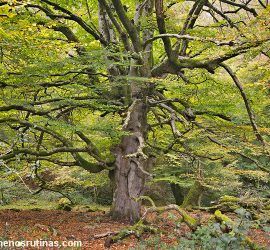 Hayedo de la Biescona en la Sierra del Sueve (Asturias)