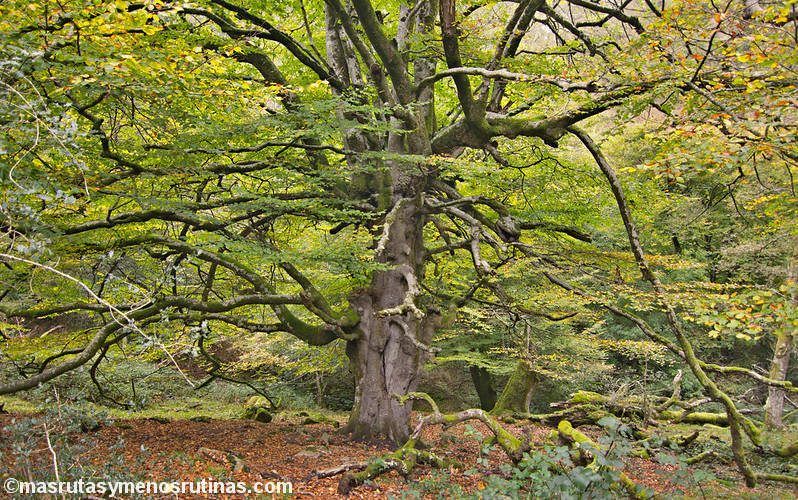 Hayedo de la Biescona en la Sierra del Sueve (Asturias)