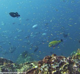 Buceo en Koh Bon Islas Similan Tailandia