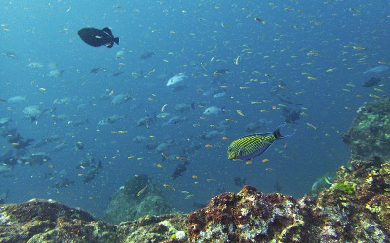 Buceo en Koh Bon Islas Similan Tailandia