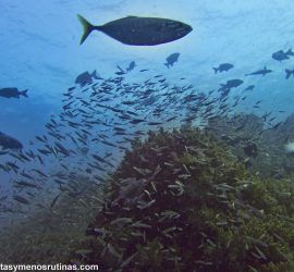 Buceo en Koh Tachai
