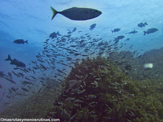 Buceo en Koh Tachai