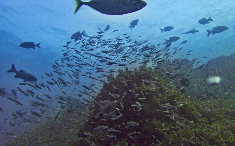 Buceo en Koh Tachai