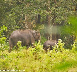 Elefantes en Parque Nacional Periyar