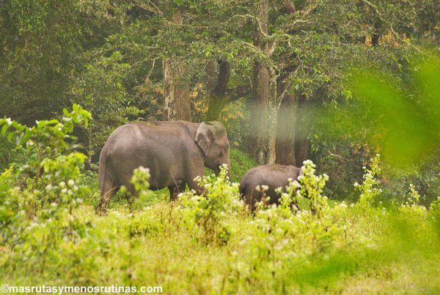 Elefantes en Parque Nacional Periyar