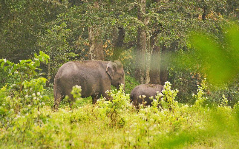 Elefantes en Parque Nacional Periyar