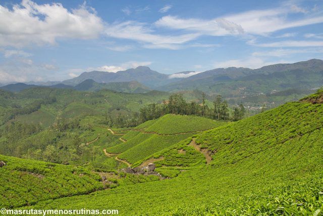 Trekking por los campos de té de Munnar: Viaje al sur de India