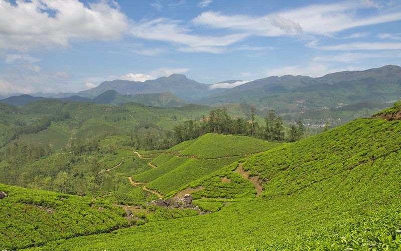Trekking por los campos de té de Munnar