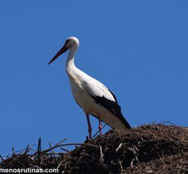 CCigüeñas en Los Barruecos