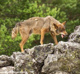 Lobo de la Sierra de la Culebra