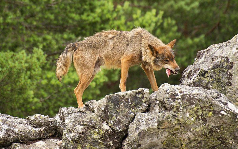 Lobo de la Sierra de la Culebra