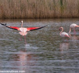 Flamencos en las lagunas de la costa este de Cerdeña