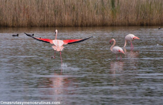 Flamencos en las lagunas de la costa este de Cerdeña