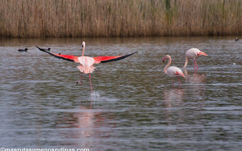 Flamencos en las lagunas de la costa este de Cerdeña