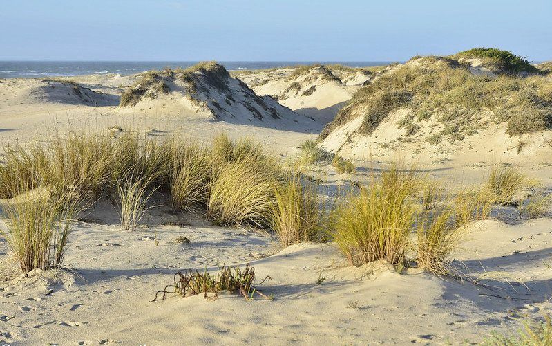 Reserva Natural de las Dunas de Sao Jacinto en la costa de Aveiro