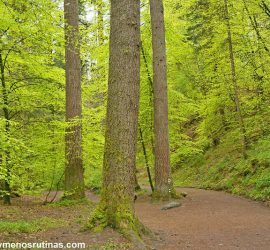 Bosques de Dunkeld en Escocia