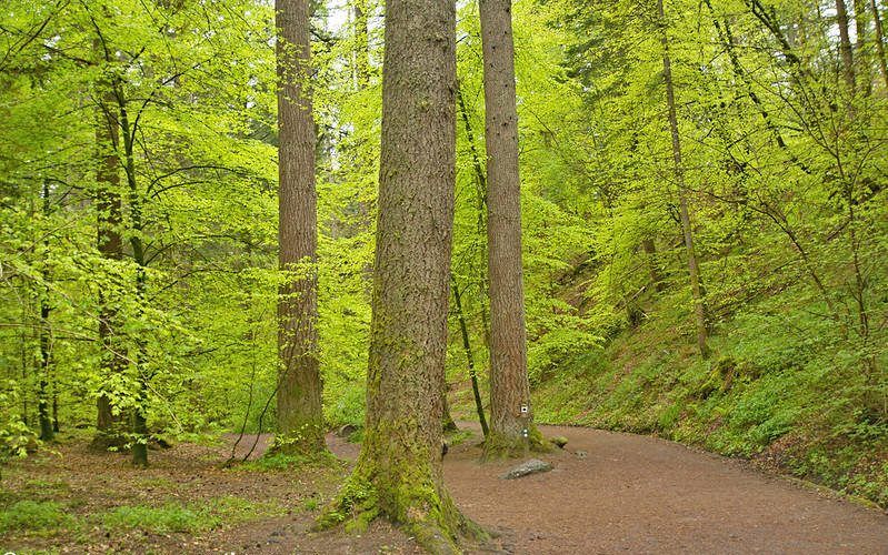 Bosques de Dunkeld en Escocia