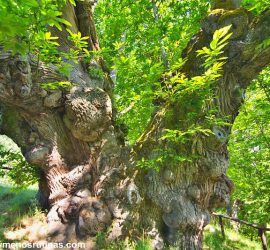 Castiñeiro de Pumbariños en el Souto de Rozavales (Manzaneda)