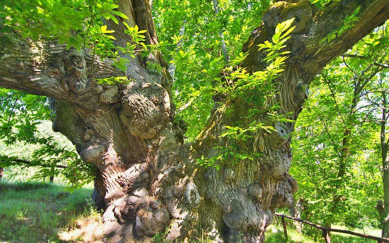 Castiñeiro de Pumbariños en el Souto de Rozavales (Manzaneda)
