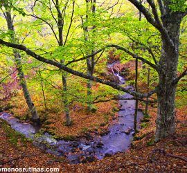 Bosques de Sierra de Cebollera en La Rioja