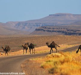 Dromedarios en el valle del Draa