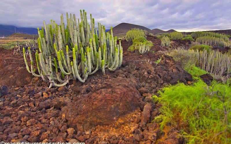 Cardones en el malpaís de Güímar