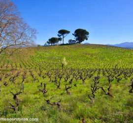 Camino francés de Ponferrada a Villafranca del Bierzo