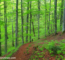 Ruta al Pico Bendovac en Parque Nacional Biogradska Gora en Montenegro
