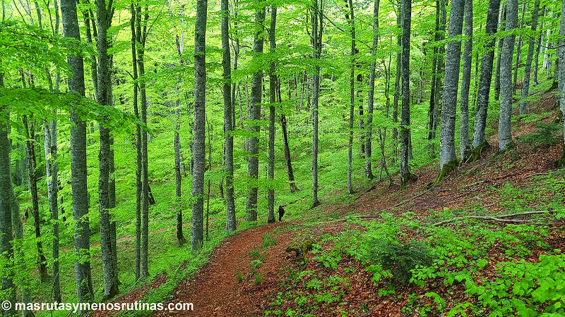 Ruta al Pico Bendovac en Parque Nacional Biogradska Gora en Montenegro